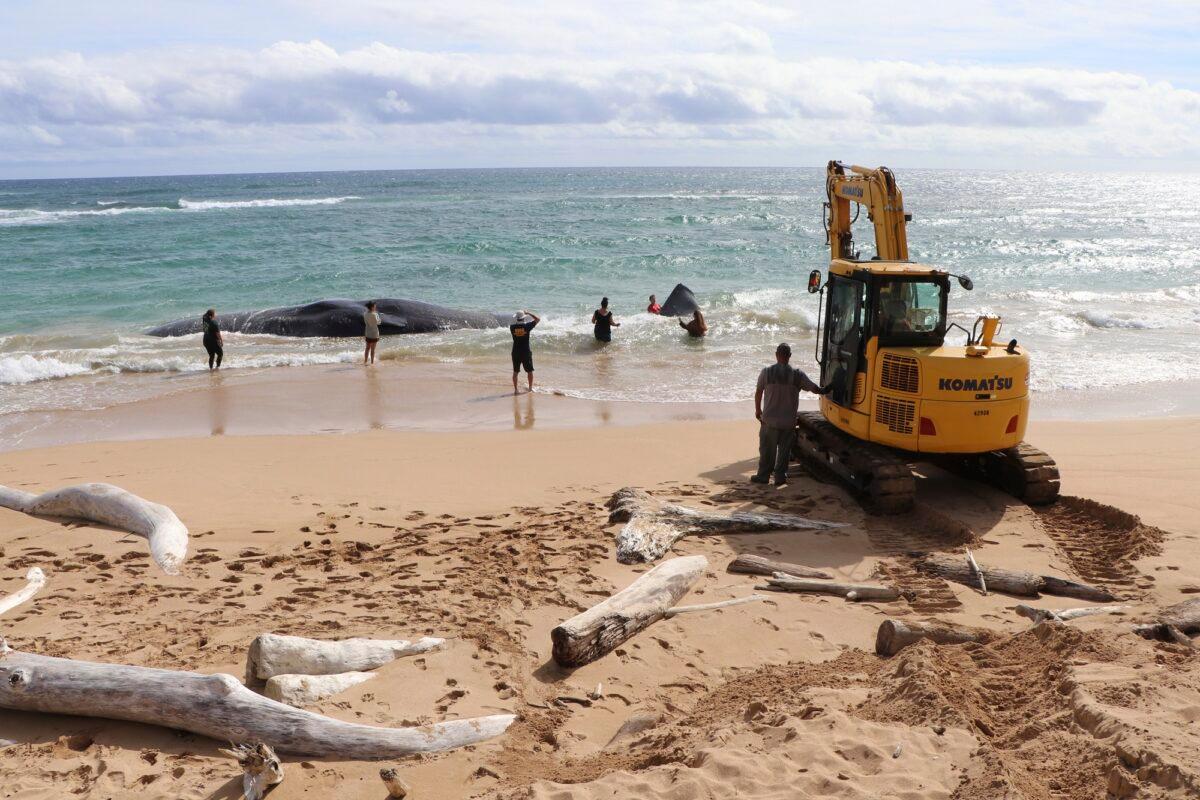 An excavator makes numerous attempts to free a whale from the shoreline and move it onto Lydgate Beach in Kauai County, Hawaii, on Jan. 28, 2023. (Daniel Dennison/Hawaii Department of Land and Natural Resources via AP)