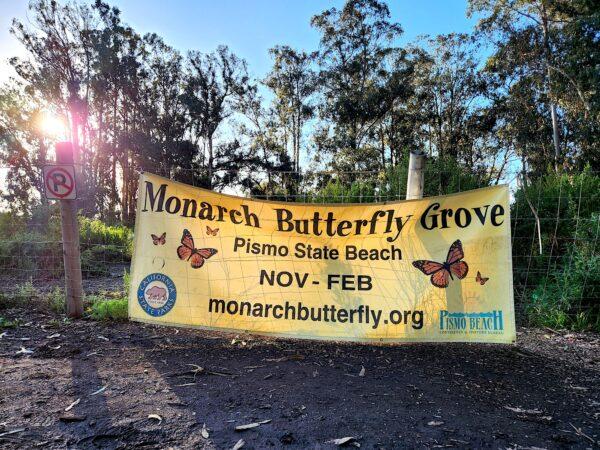 Monarch Grove in Pismo Beach, Calif., on Jan 18, 2023. (Allan Stein/The Epoch Times)