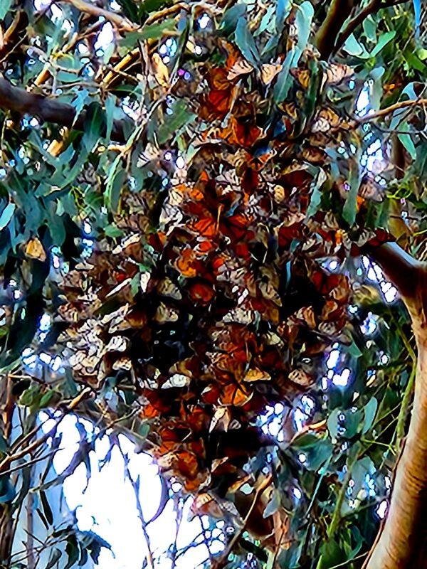 A cluster of monarch butterflies huddles for warmth in the afternoon sun at Monarch Grove Garden in Pismo Beach, Calif., on Jan. 18, 2023. (Allan Stein/The Epoch Times)