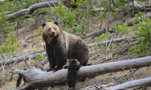 Couple Killed by Grizzly Bear in Banff National Park