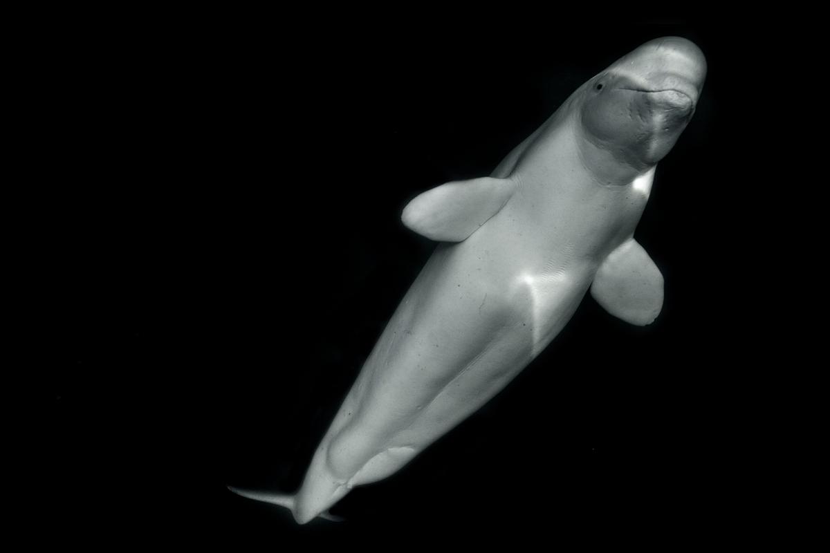 A curious beluga whale gazes into the photographer's camera. (Courtesy of <a href="https://www.instagram.com/mike_korostelev/">Mikhail Korostelev</a>)