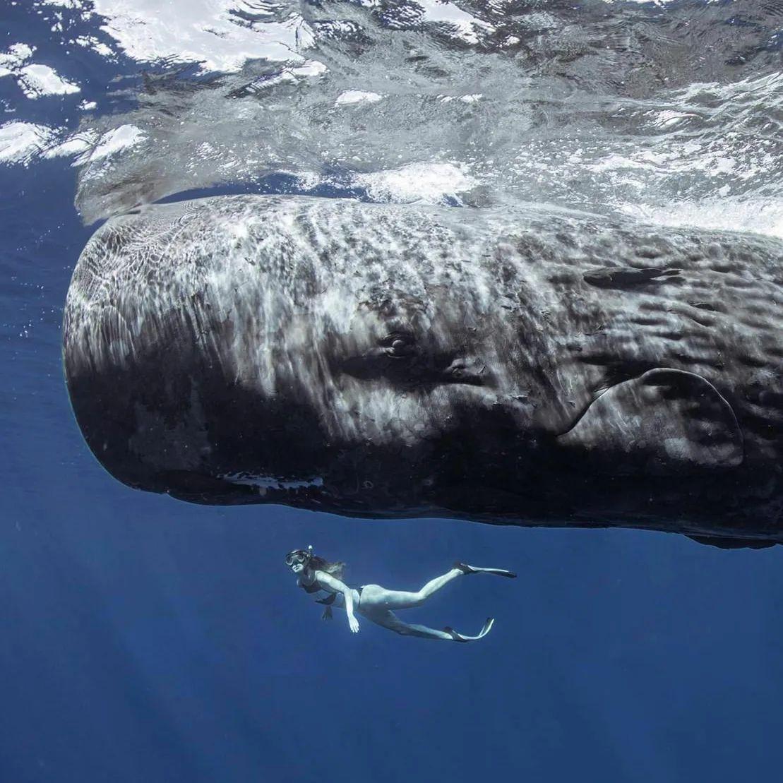 A sperm whale swims over a diver. (Courtesy of <a href="https://www.instagram.com/mike_korostelev/">Mikhail Korostelev</a>)