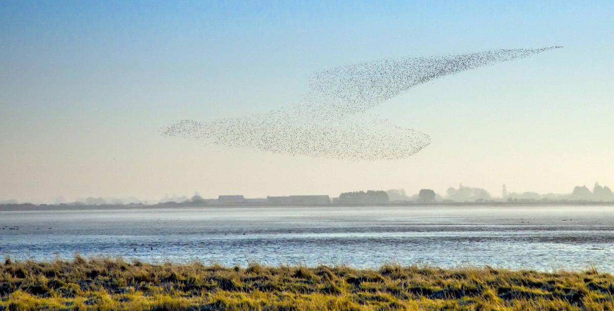 The photographer thought the dunlin birds in this image looked like a goose or swan. (SWNS)