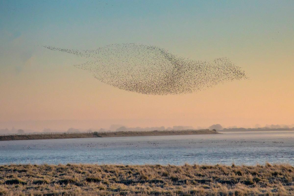 The photographer who captured this flock of dunlin birds thought they looked like a swordfish. (SWNS)
