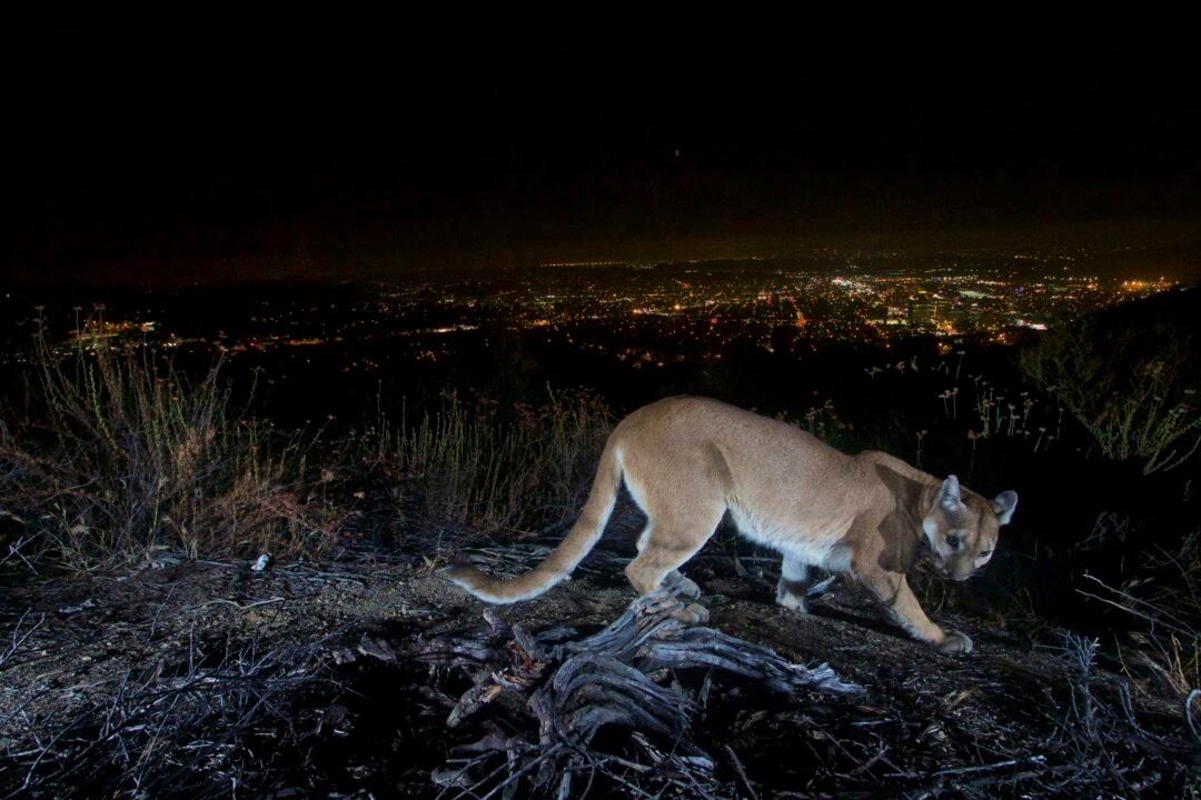 Person Walking Dog on Leash in Malibu Injured by Mountain Lion