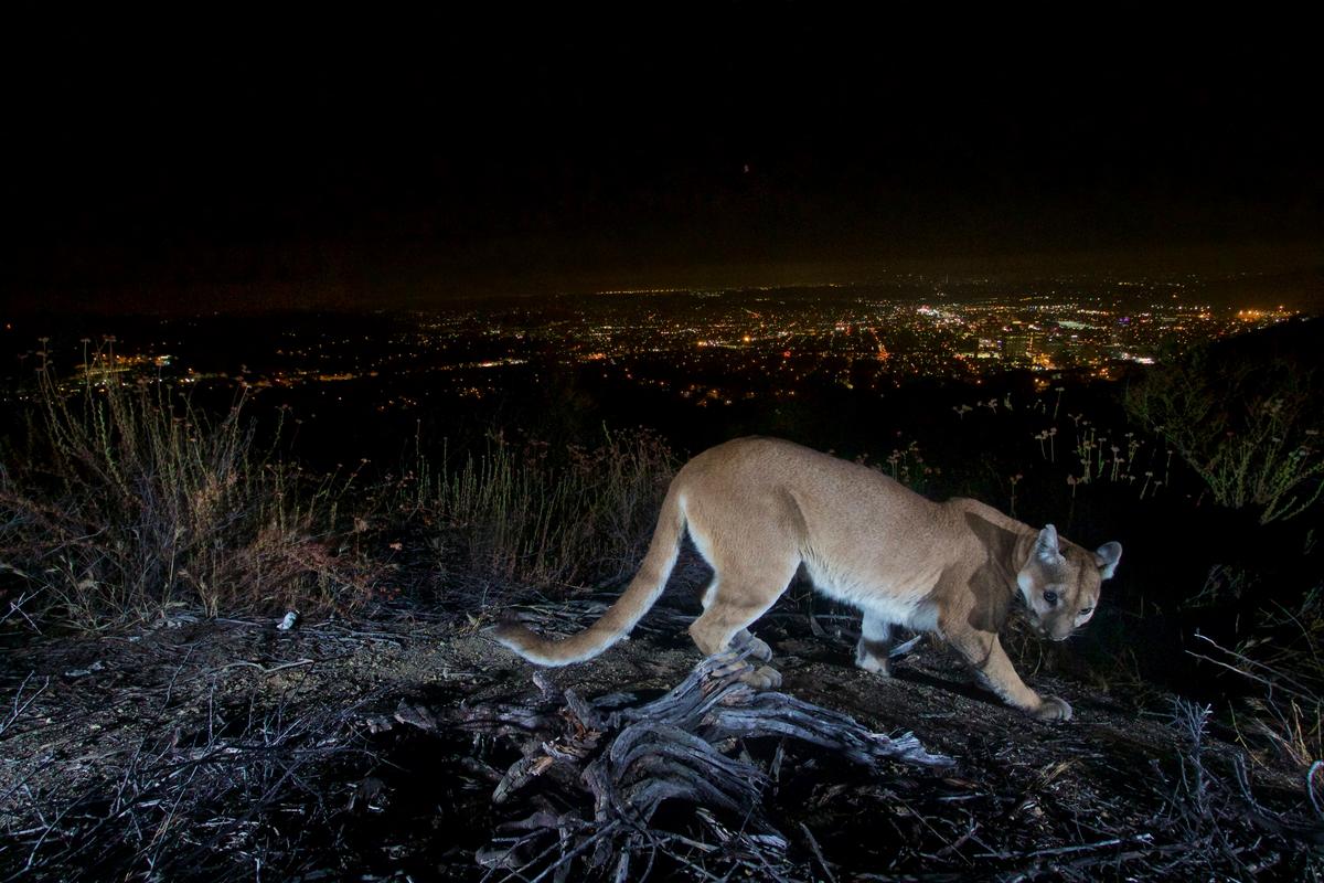 Dead Mountain Lion Found on Southern California Freeway Near Wildlife Crossing
