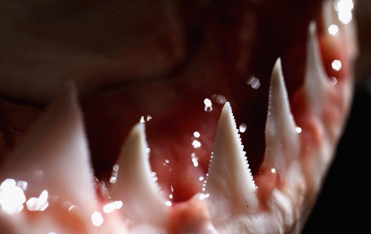 The teeth and jaw of a Great White Shark are displayed after research into the biological mechanics of the predator in Sydney on July 25, 2007. (Ian Waldie/Getty Images)