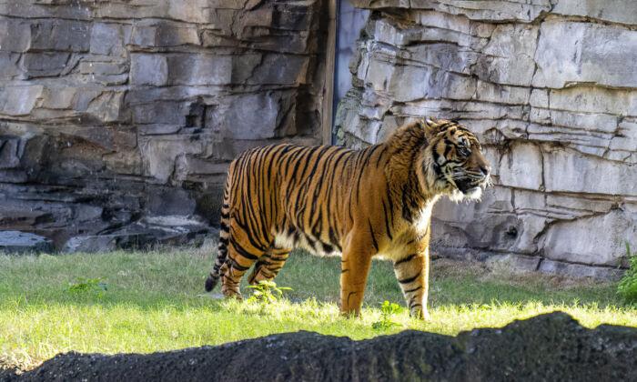 Endangered Sumatran Tiger Moves Into Busch Gardens Tampa Bay