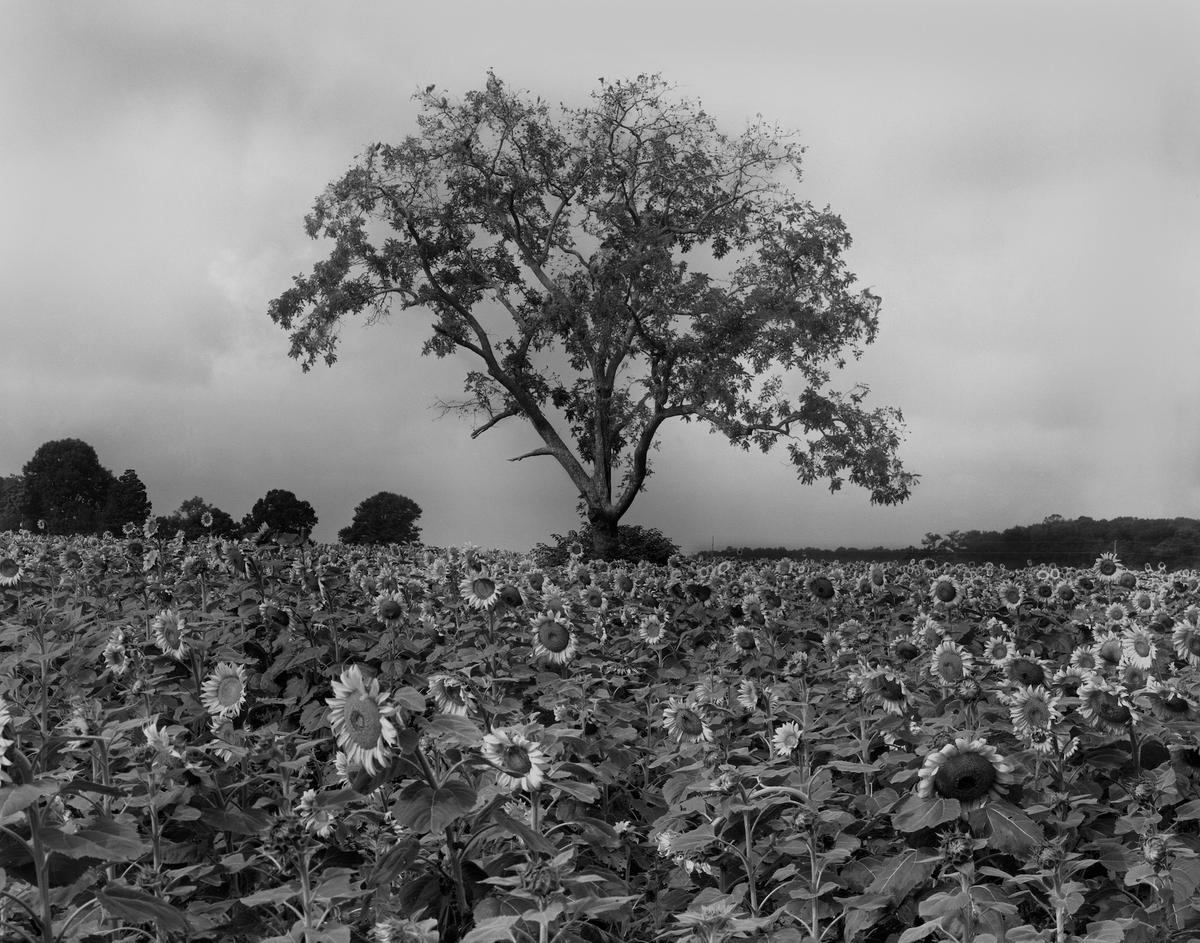 "Tree in Field of Sunflowers" in Virginia Beach, Virginia, is among Michael Wade's early photography taken in 1980. (Courtesy of Michael Wade)