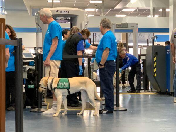 Twenty-five guide dog puppies and their volunteer raisers are waiting in line to pass the security checkpoints at Hollywood Burbank Airport in Burbank, Calif., on Jan. 25, 2023. (Linda Jiang/The Epoch Times)