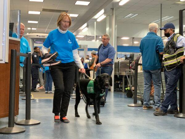 Twenty-five guide dog puppies and their volunteer raisers are waiting in line to pass the security checkpoints at Hollywood Burbank Airport in Burbank, Calif., on Jan. 25, 2023. (Linda Jiang/The Epoch Times)