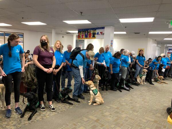 After passing the security, 25 guide dog puppies from Guide Dogs for the Blind are waiting to board the plane at Hollywood Burbank Airport in Burbank, Calif., on Jan. 25, 2023. (Linda Jiang/The Epoch Times)