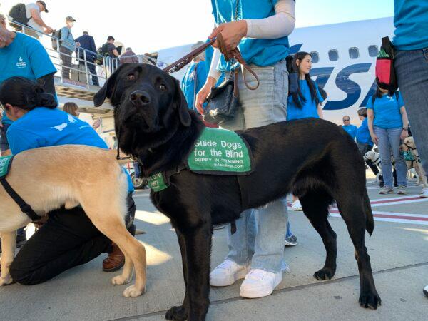 Twenty-five guide dog puppies from Guide Dogs for the Blind are receiving their first pre-flight training at Hollywood Burbank Airport in Burbank, Calif., on Jan. 25, 2023. (Linda Jiang/The Epoch Times)