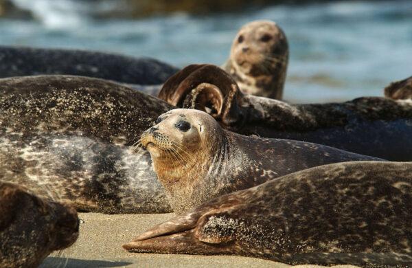 Harbor seals watch for danger at Children's Pool Beach in La Jolla, Calif., on Jan. 24, 2003. (David McNew/Getty Images)