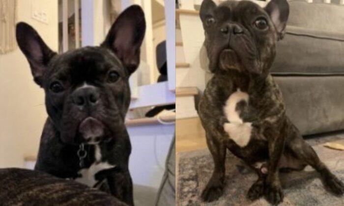 Man Steals 2 French Bulldogs in Studio City From Pregnant Woman at Gunpoint: Police