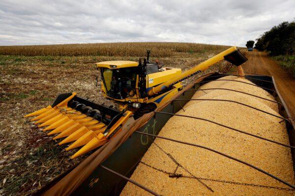 A farmer uses a machine to collect corn at a plantation in Maringa, Brazil, on July 13, 2022. (Rodolfo Buhrer/Reuters)