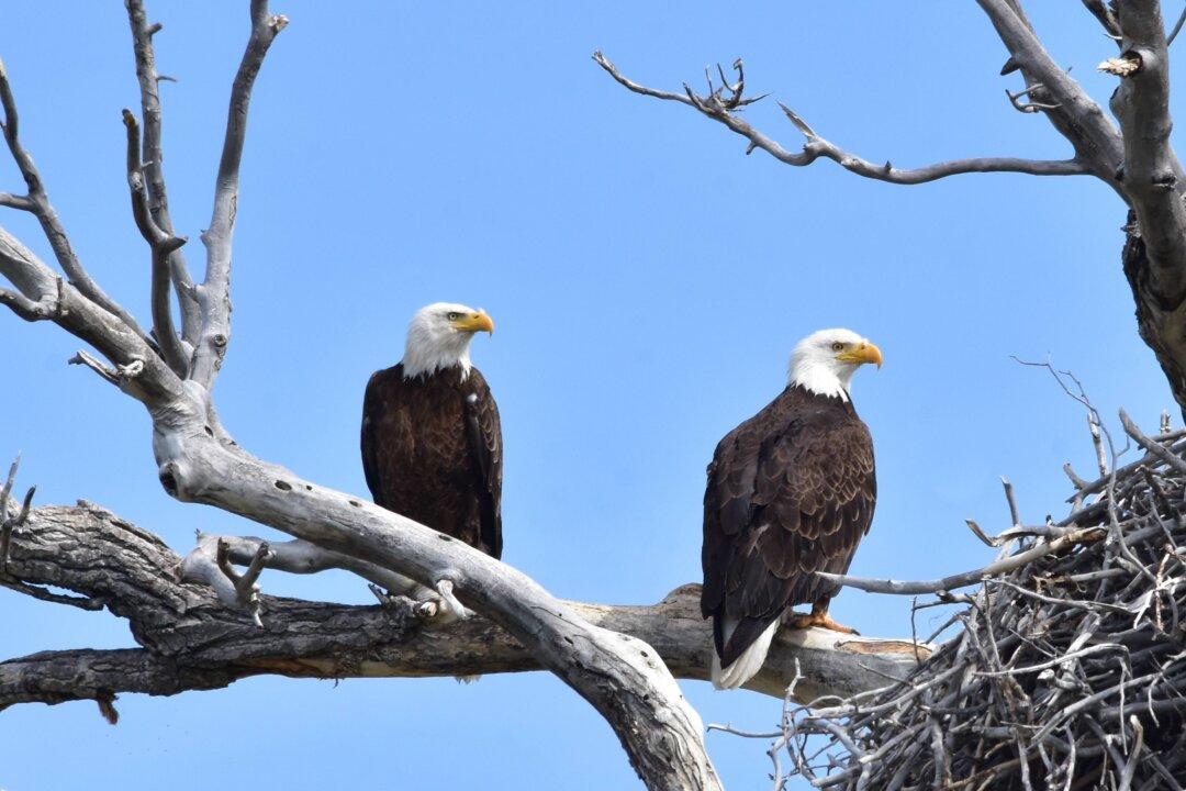 Wind Turbines Deadly for Bald Eagles and Songbirds, but Could Benefit Region, Ohio Supreme Court Is Told