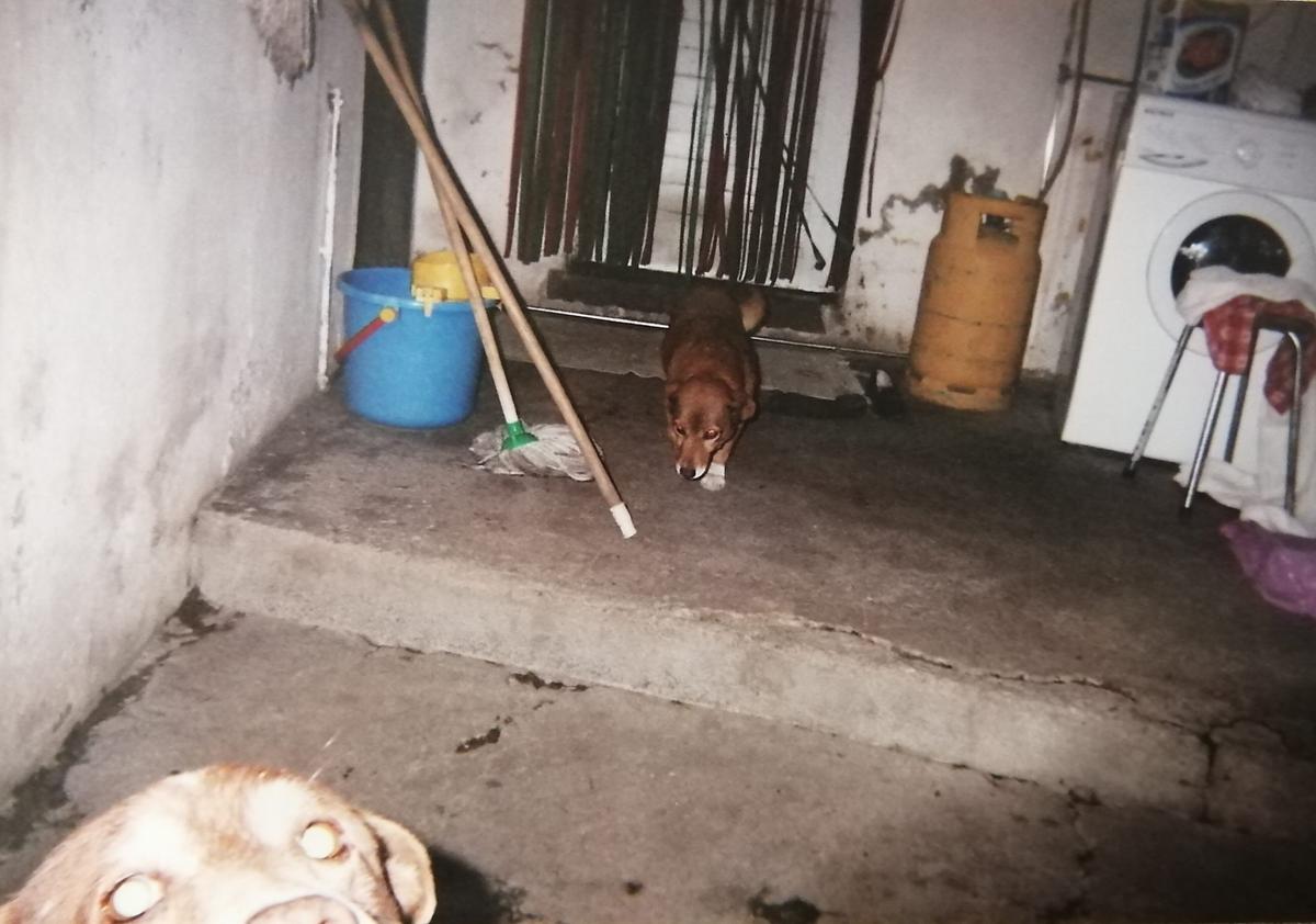 Bobi is seen wandering the Costa household in 1999. (Courtesy of <a href="https://guinnessworldrecords.com/">Guinness World Records</a>)