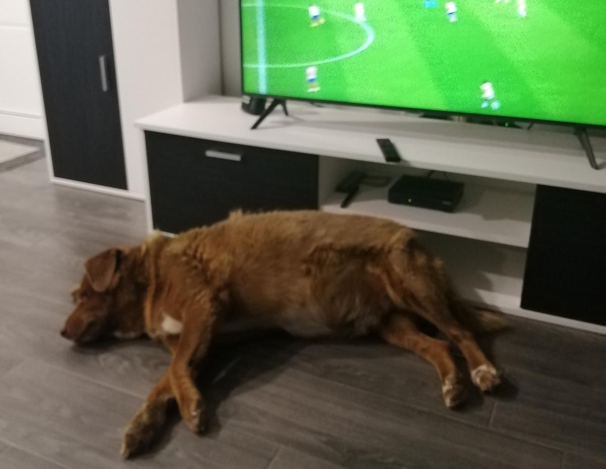 Bobi naps by the TV in a photo taken in 2022. (Courtesy of <a href="https://guinnessworldrecords.com/">Guinness World Records</a>)