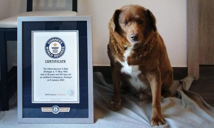30-Year-Old Pooch From Portugal Shatters Record for ‘Oldest Dog Ever’—Owner Shares Secret to His Longevity