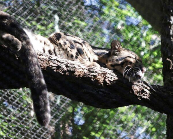 A clouded leopard named Nova rests on a tree limb in an enclosure at the Dallas Zoo, in Dallas in a file photo. (Dallas Zoo via AP)