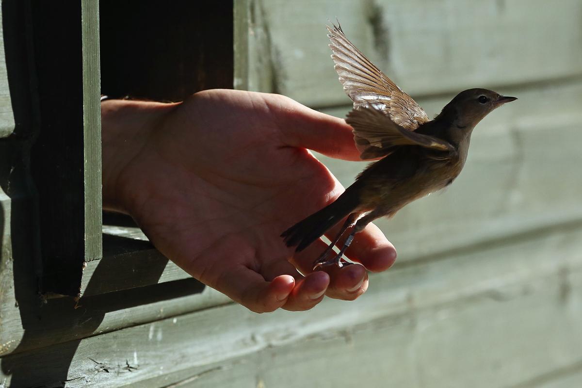 A warbler is released from the ringing hut after being recorded on a private reserve in East Sussex in Rye, United Kingdom, on Aug. 21, 2013. (Photo by Dan Kitwood/Getty Images)
