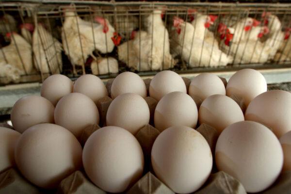 Freshly-laid eggs are collected for delivery to the local packing plant at the Aronheim family's egg farm in the farming community of Ramot Hashevim, central Israel, on March 14, 2008. (David Silverman/Getty Images)