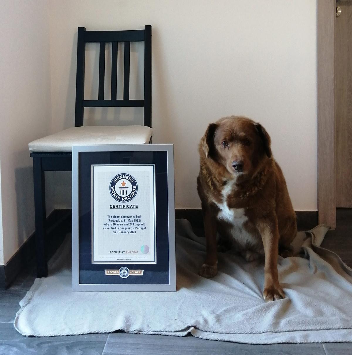 Bobi claimed the Guinness World Record for Oldest Dog Living and Oldest Dog Ever. (Courtesy of <a href="https://guinnessworldrecords.com/">Guinness World Records</a>)