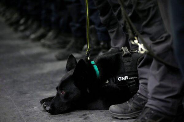 Members of a search and rescue team with their dogs stand in line waiting to board an airplane to Turkey at the military airport in Lisbon on Feb. 8, 2023. (Armando Franca/AP Photo)