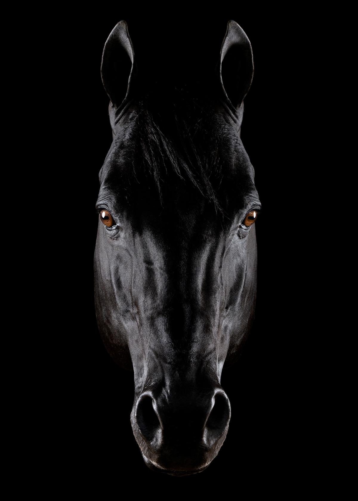 "Horse Soul": The photo has won multiple honors at the 2023 MUSE Photography Awards: Fine Art Platinum Winner and Nature Gold Winner. (Courtesy of <a href="https://www.instagram.com/tonymendesphotography/">Tony Mendes</a>)