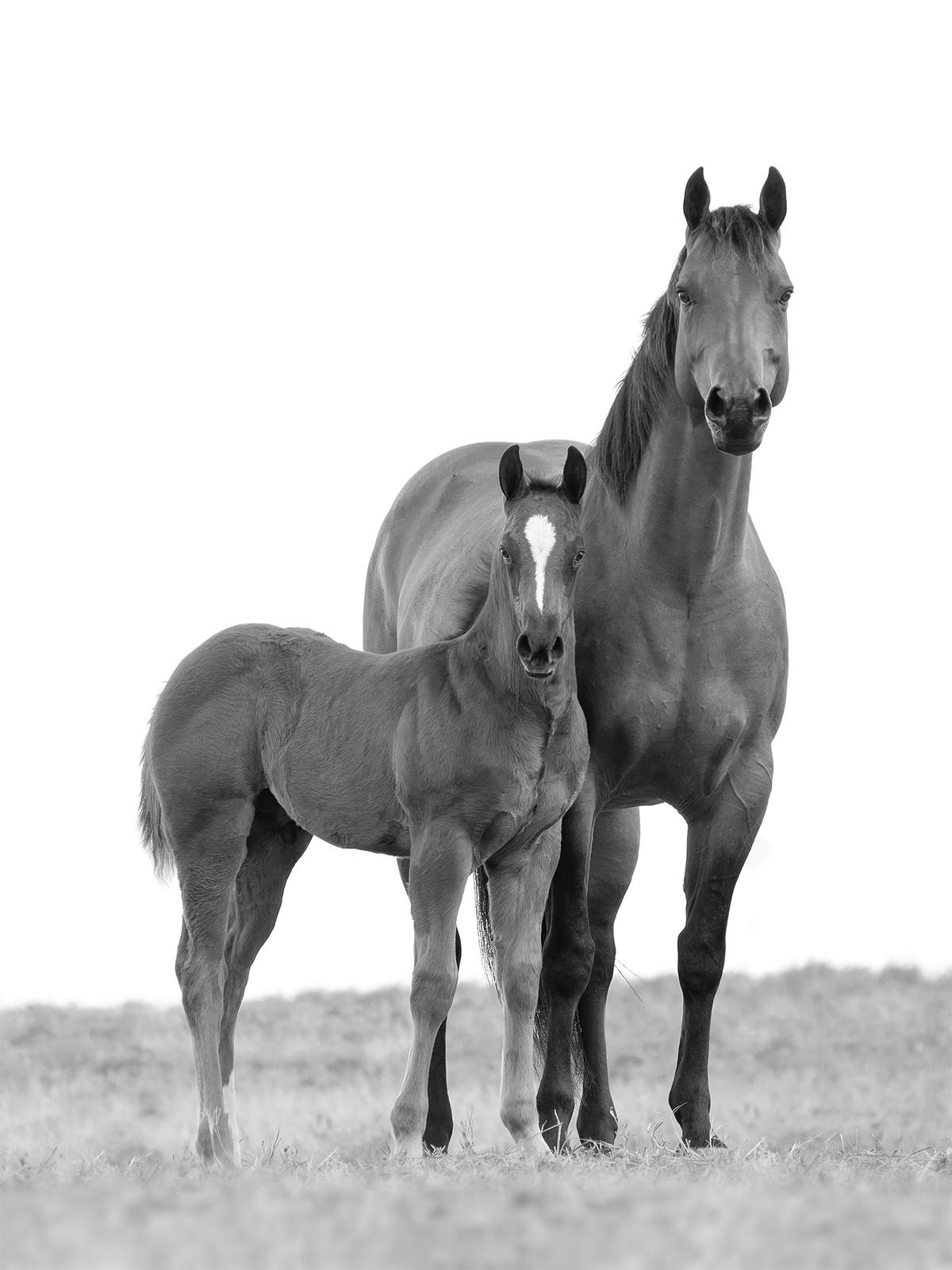 The "Mare and Foal" photo. (Courtesy of <a href="https://www.instagram.com/tonymendesphotography/">Tony Mendes</a>)