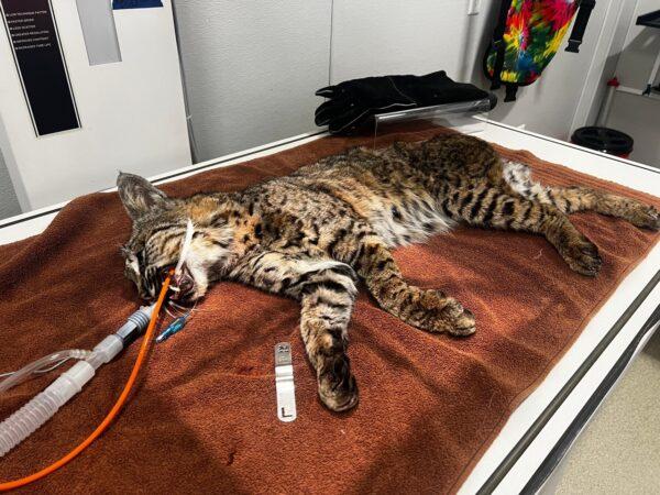 The bobcat is being treated at the Ramona Wildlife Center. (Courtesy of San Diego Humane Society)