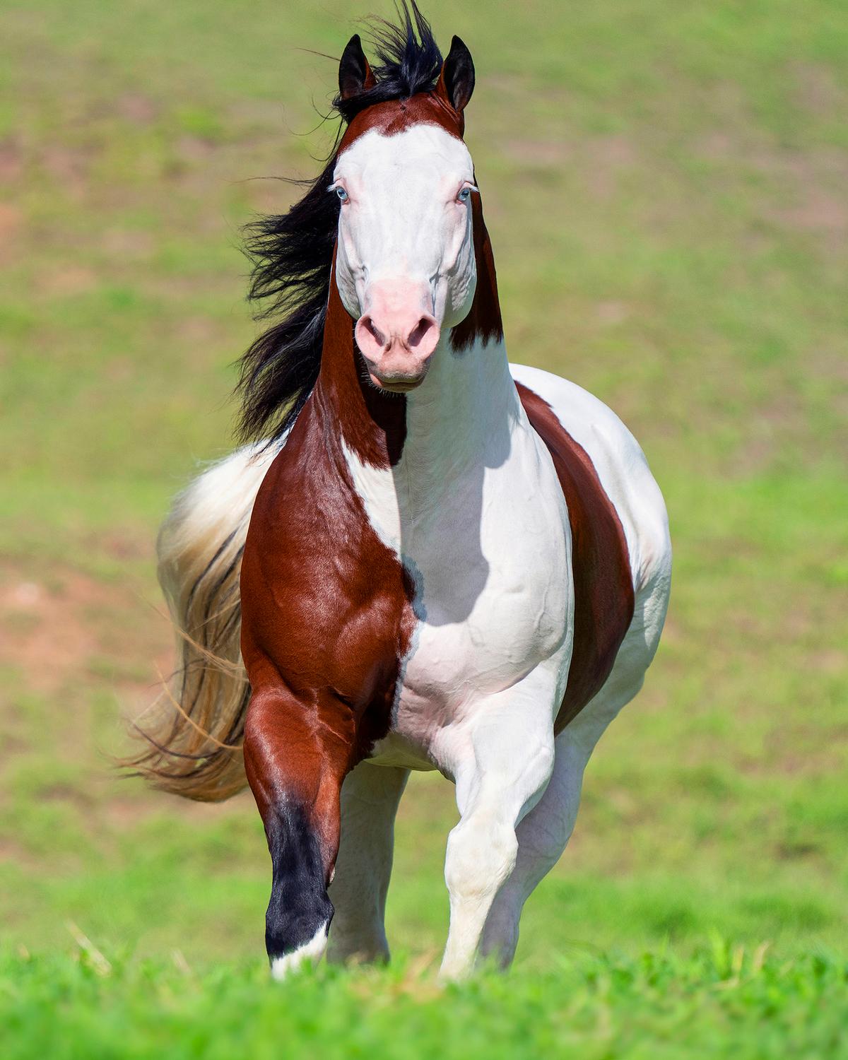 Splash Horse. (Courtesy of <a href="https://www.instagram.com/tonymendesphotography/">Tony Mendes</a>)