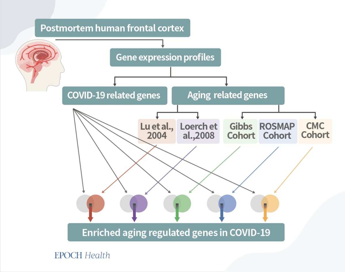 Genes expression in five independent aging cohorts was associated with that in COVID-19 cases.