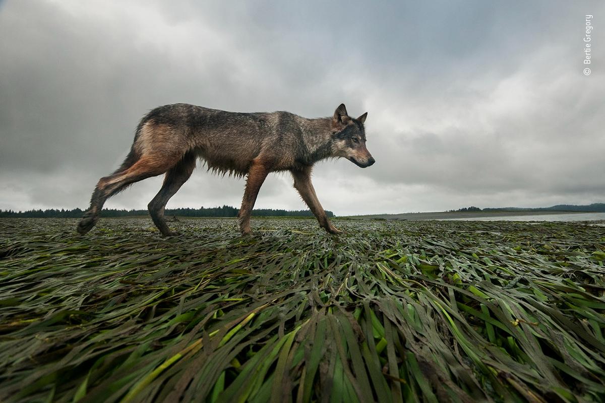 "Coastline Wolf" by Bertie Gregory. (Courtesy of Bertie Gregory / Wildlife Photographer of the Year)