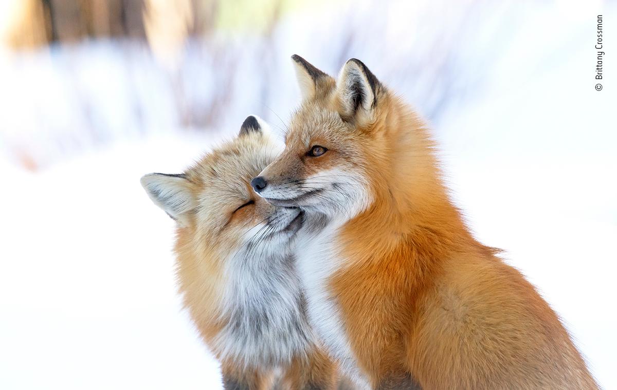 “Fox affection” by Brittany Crossman. (Courtesy of Brittany Crossman / Wildlife Photographer of the Year)