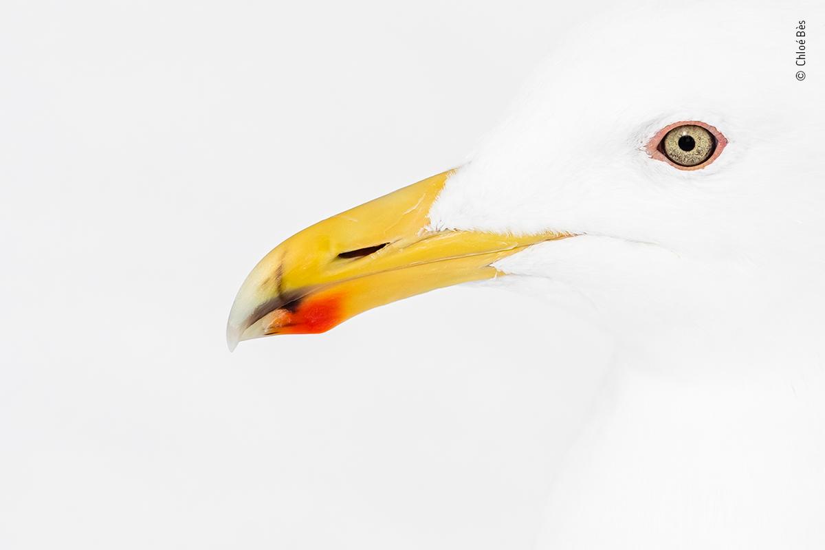 "Red and Yellow" by Chloé Bès. (Courtesy of Chloé Bès / Wildlife Photographer of the Year)