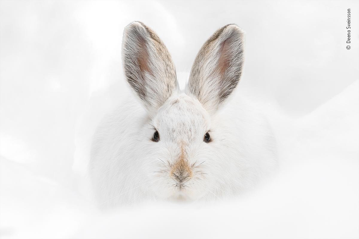 "Snowshoe Hare Stare" by Deena Sveinsson. (Courtesy of Deena Sveinsson / Wildlife Photographer of the Year)
