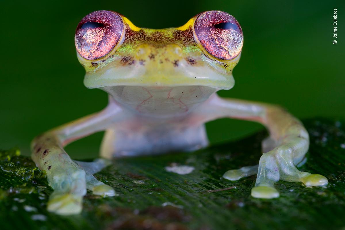 The Frog with the Ruby Eyes" by Jaime Culebras. (Courtesy of Jaime Culebras / Wildlife Photographer of the Year)
