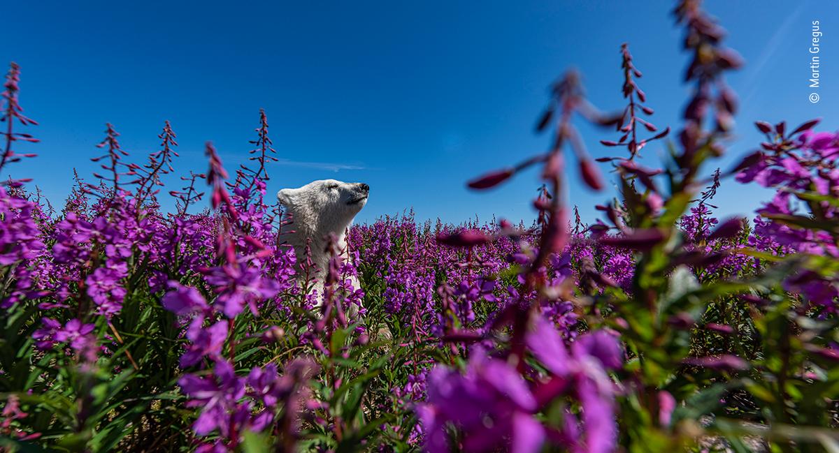 “Among the Flowers" by Martin Gregus. (Courtesy of Martin Gregus / Wildlife Photographer of the Year)