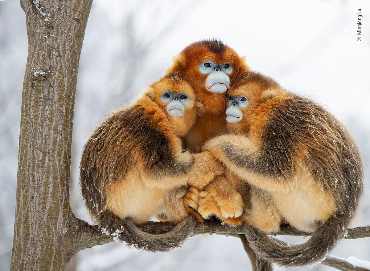 "A Golden Huddle" by Minqiang Lu. (Courtesy of Minqiang Lu / Wildlife Photographer of the Year)