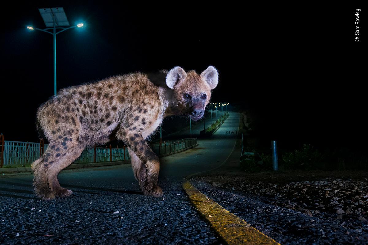 "Hyena Highway" by Sam Rowley. (Courtesy of Sam Rowley / Wildlife Photographer of the Year)