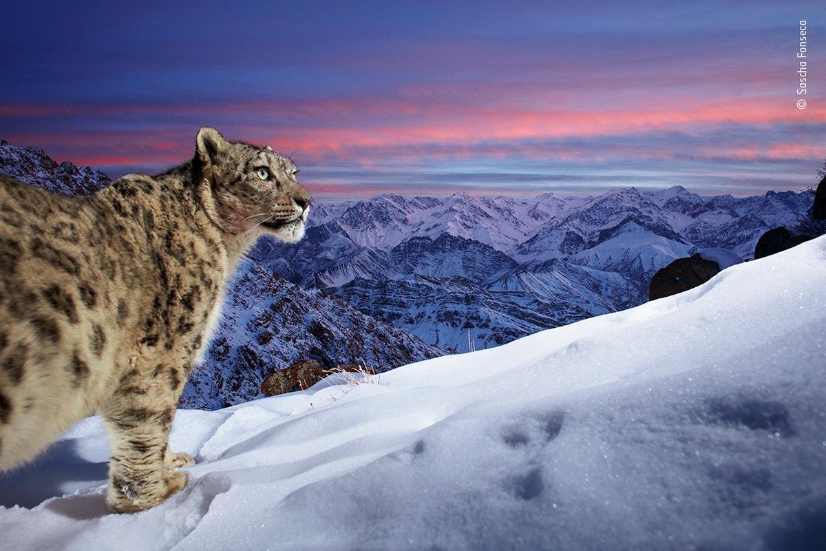 "World of the Snow Leopard" by Sascha Fonseca, who said, "The mystery surrounding the snow leopard always fascinated me." (Courtesy of Sascha Fonseca / Wildlife Photographer of the Year)