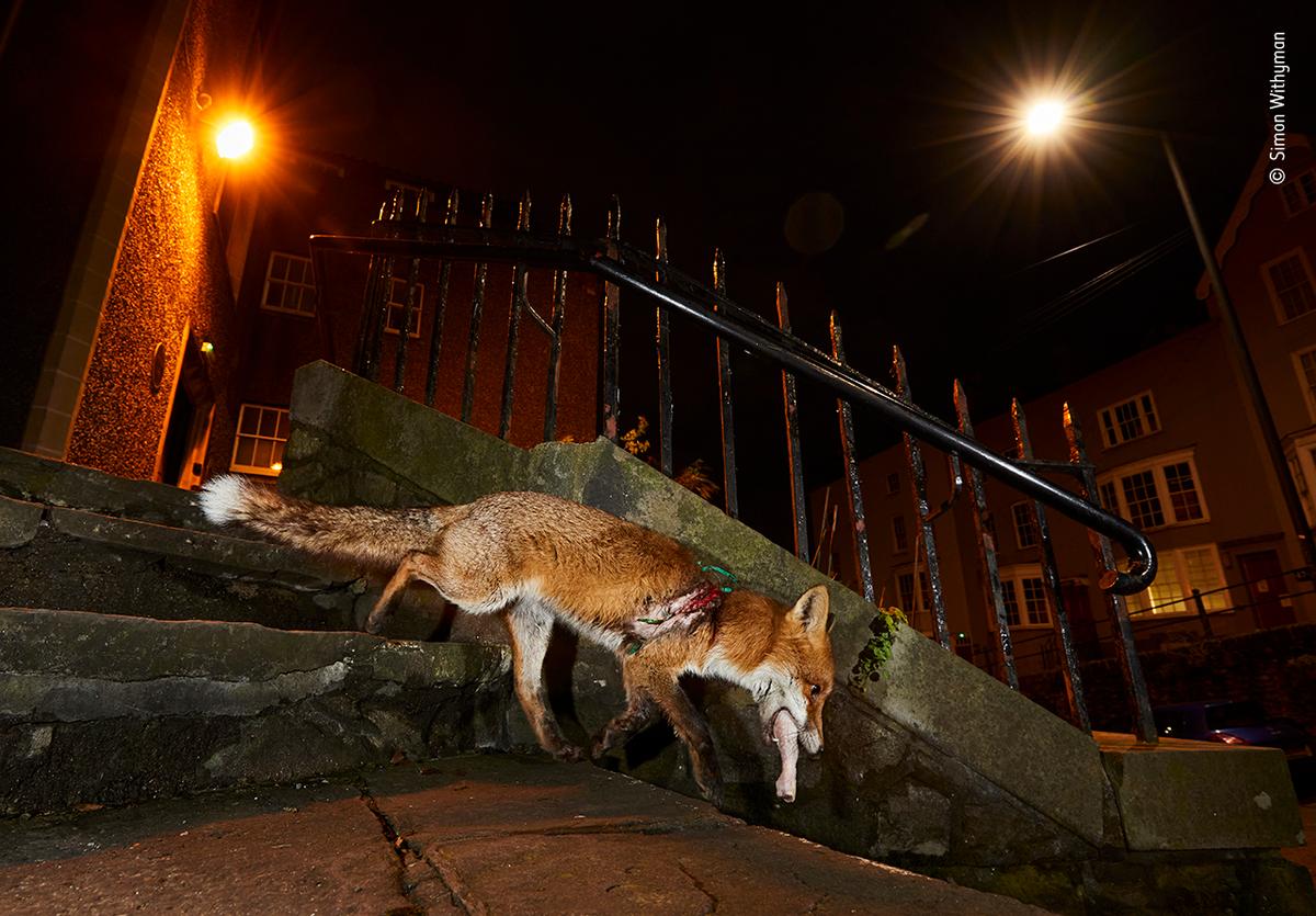 "A Fox’s Tale" by Simon Withyman. (Courtesy of Simon Withyman / Wildlife Photographer of the Year)