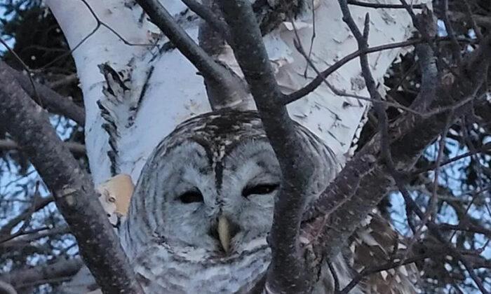 Owl Rescued From Prince Edward Island Field to Be Taken to Nova Scotia for Treatment