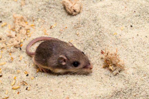 A photo provided by the San Diego Zoo Wildlife Alliance shows a Pacific pocket mouse named Sir Patrick Stewart in San Diego, on Dec. 16, 2022. (Ken Bohn/San Diego Zoo Wildlife Alliance via AP)