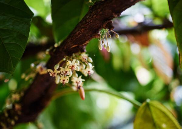 Blossoms on one of Lydgate Farms’s cacao trees.（Courtesy of Lydgate Farms）