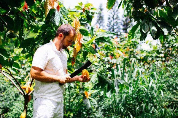 Will Lydgate, owner of Lydgate Farms and the fifth generation of a Kauai farming family, cuts open a cacao pod.（Courtesy of Lydgate Farms）