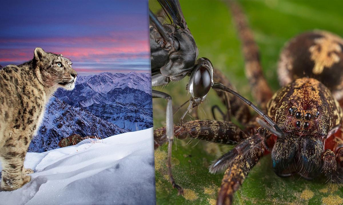 Snow Leopard ‘Dream’ Shot Wins People’s Choice in Wildlife Photographer of the Year From 25 Shortlisted