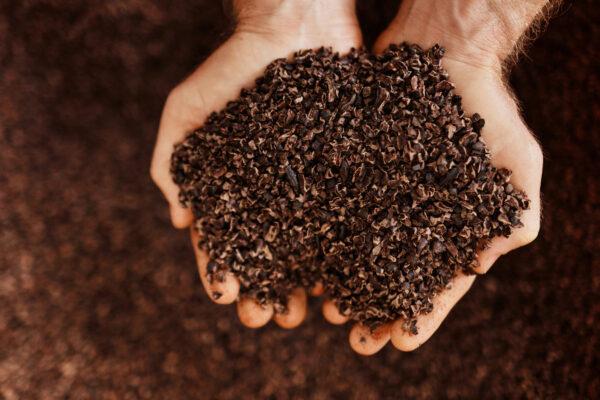 Cacao nibs made from estate-grown cacao beans at Lydgate Farms in Kapaa, Hawaii. The nibs will go on to be ground and transformed into incredible chocolate.（Courtesy of Lydgate Farms）